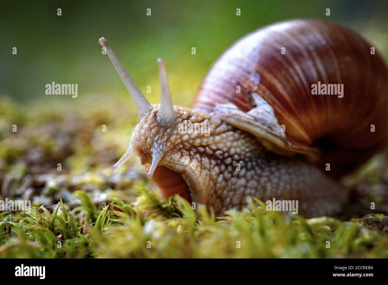Helix pomatia auch römische Schnecke, Weinbergschnecken, weinbergschnecke oder Escargot, ist eine Pflanzenart aus der Gattung der Großen, Essbar, Atemluft- land Schnecke, eine terrestrische Pulmo Stockfoto