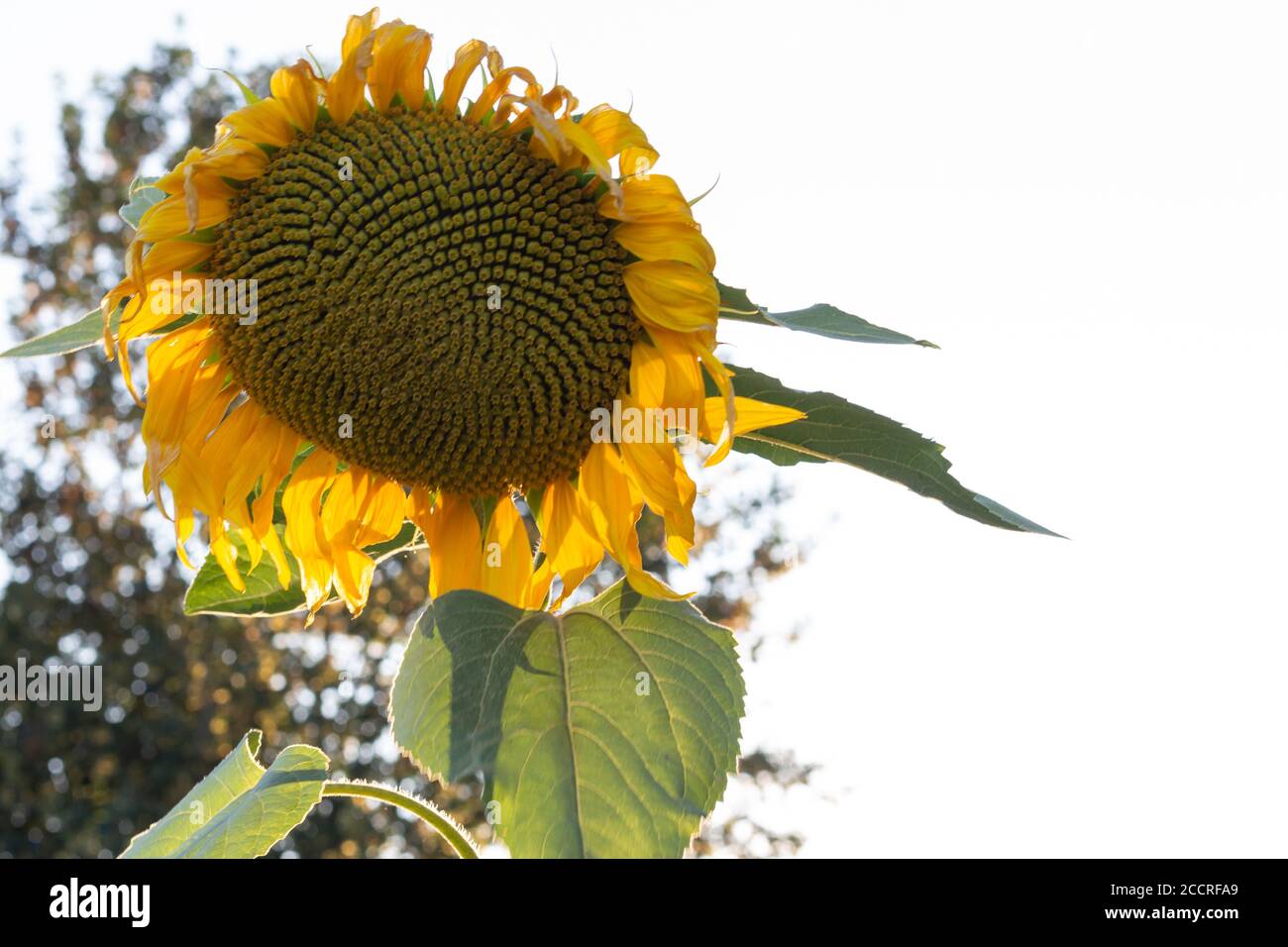 Nahaufnahme einer Sonnenblume in der Hintergrundbeleuchtung des Abendsonne Stockfoto