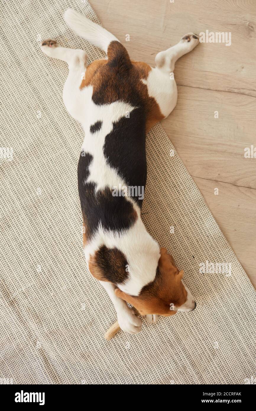 Draufsicht auf niedlichen Beagle Hund Kauen auf Leckereien und Spielzeug, während auf Holzboden in der häuslichen Einrichtung liegen Stockfoto