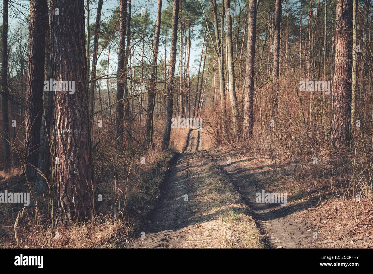 Eine hügelige Straße durch einen braunen Wald Stockfoto