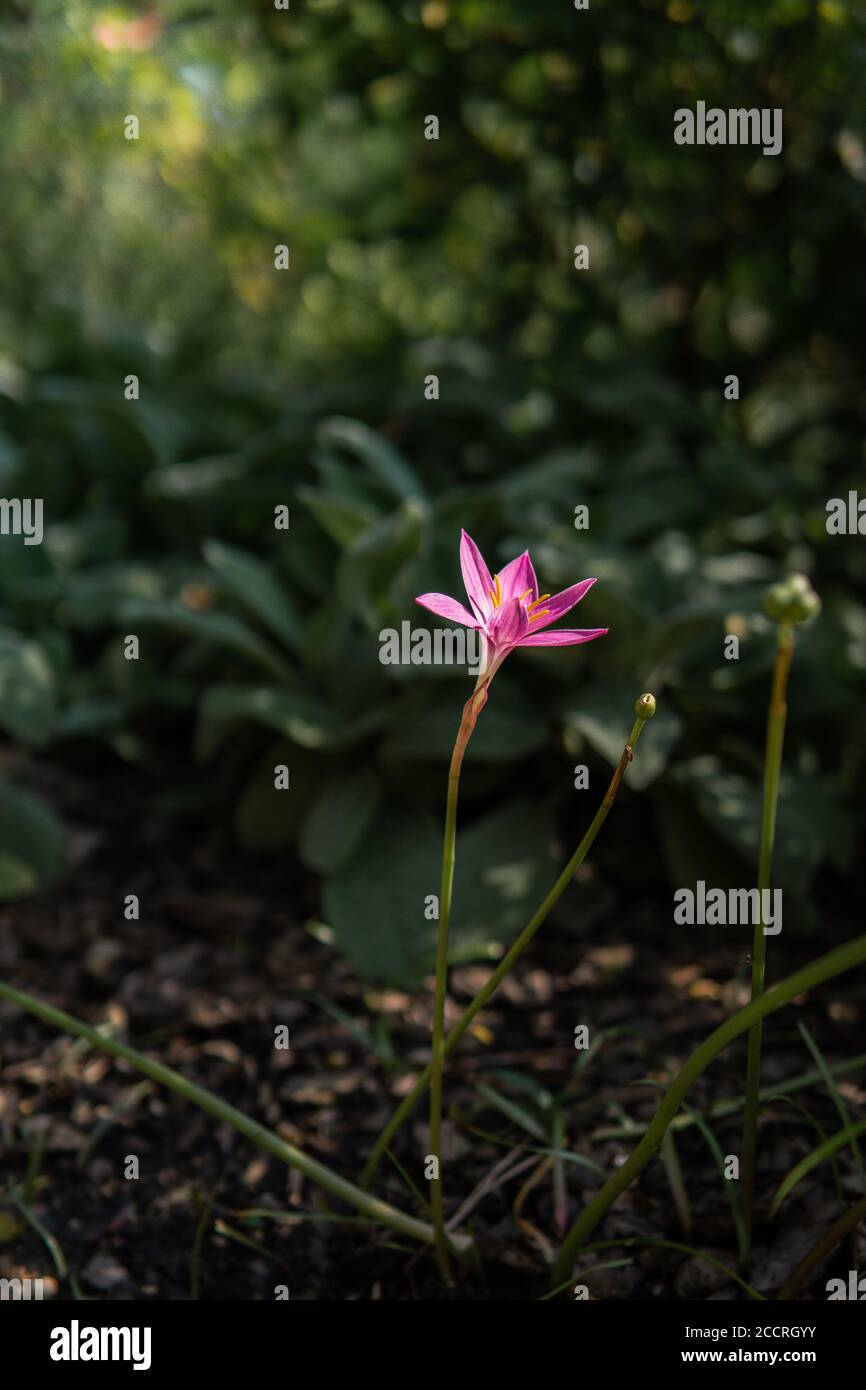 Einzelne Blume, die aus dem Boden auftauchend ist Stockfoto