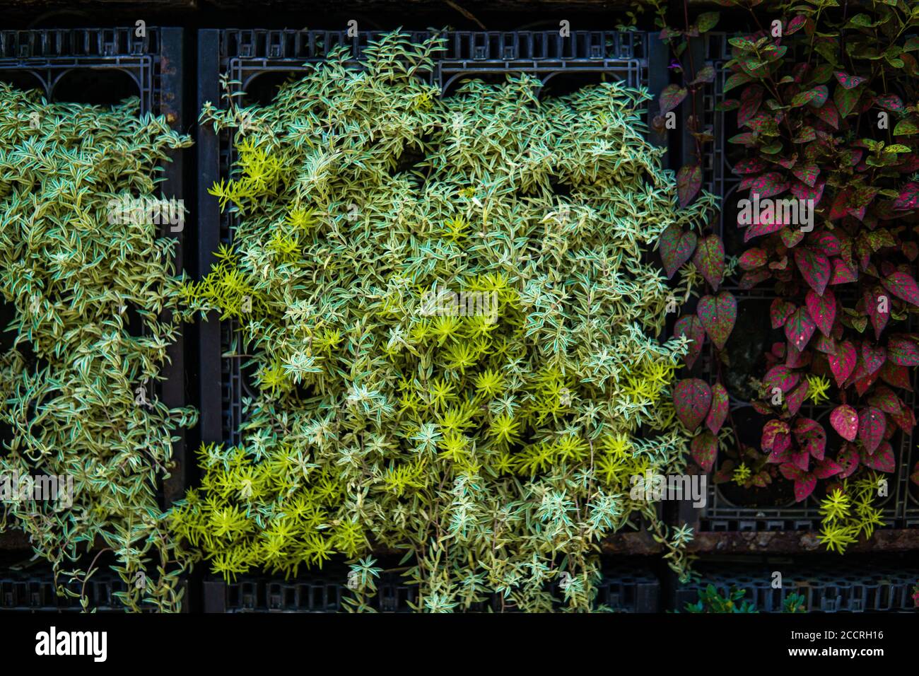 Körbe mit lebhaften Blumenarrangements Stockfoto