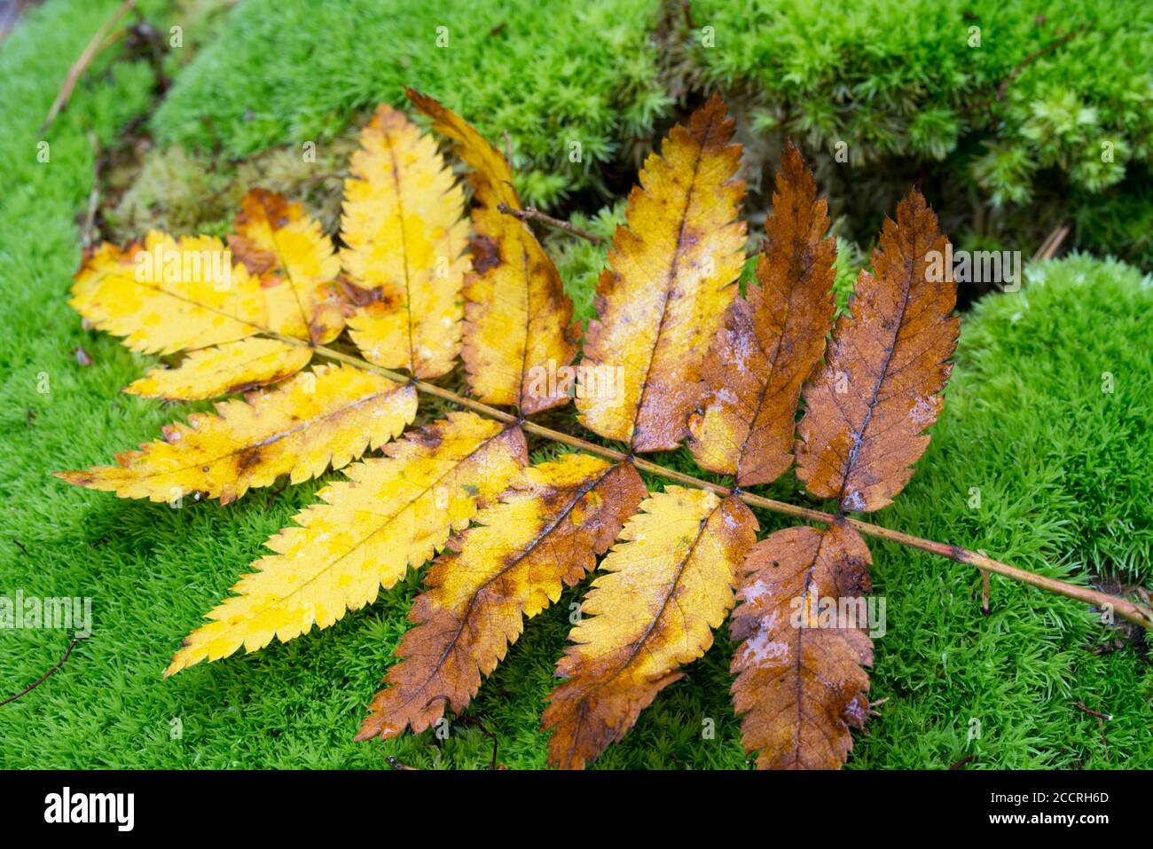 Sorbus aucuparia, Eberesche, Berg-Esche Orange Blatt auf Moos Makro selektiven Fokus Stockfoto