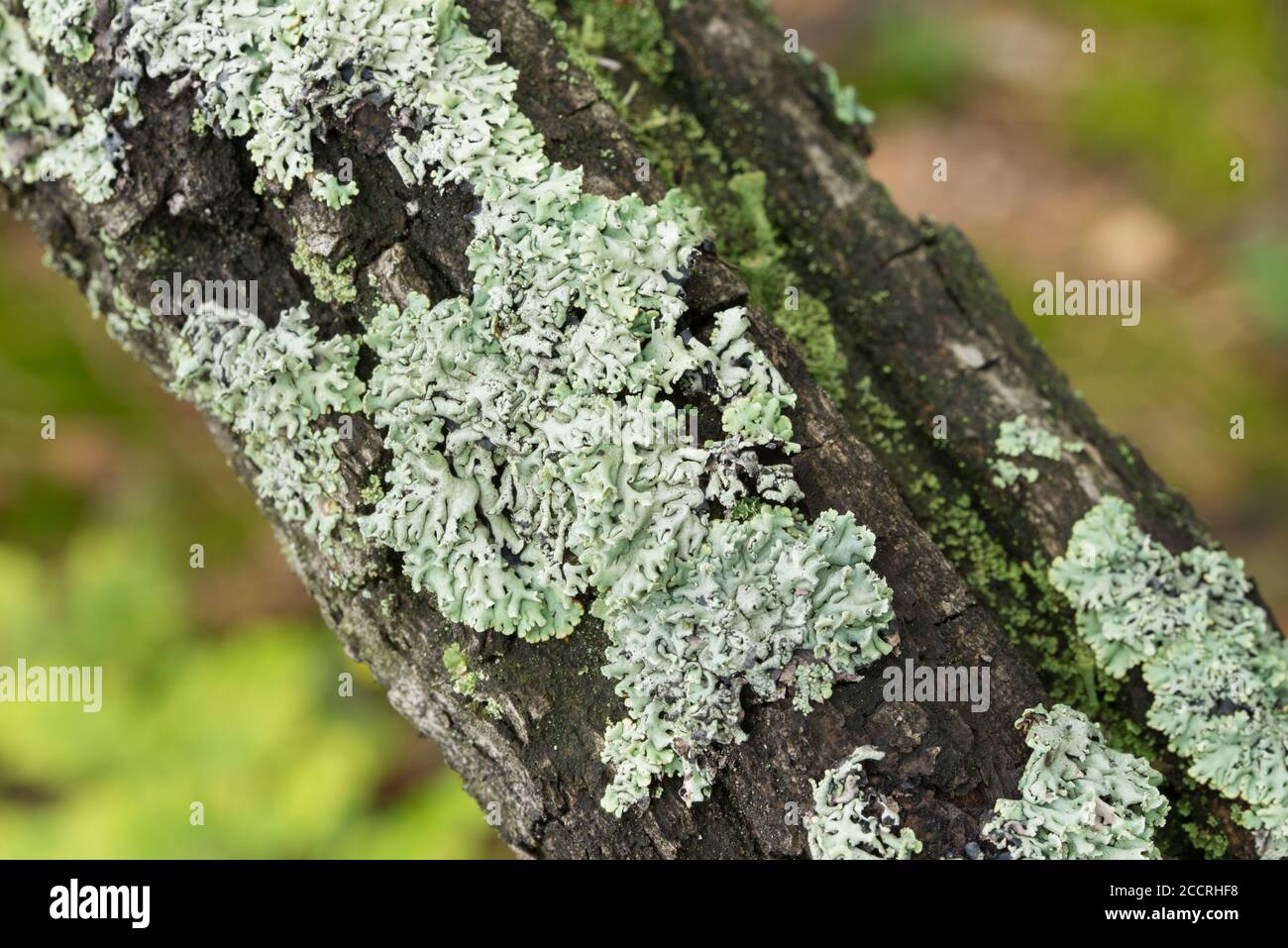 Hypogymnia physodes Flechten auf Baum Zweig Makro Stockfoto