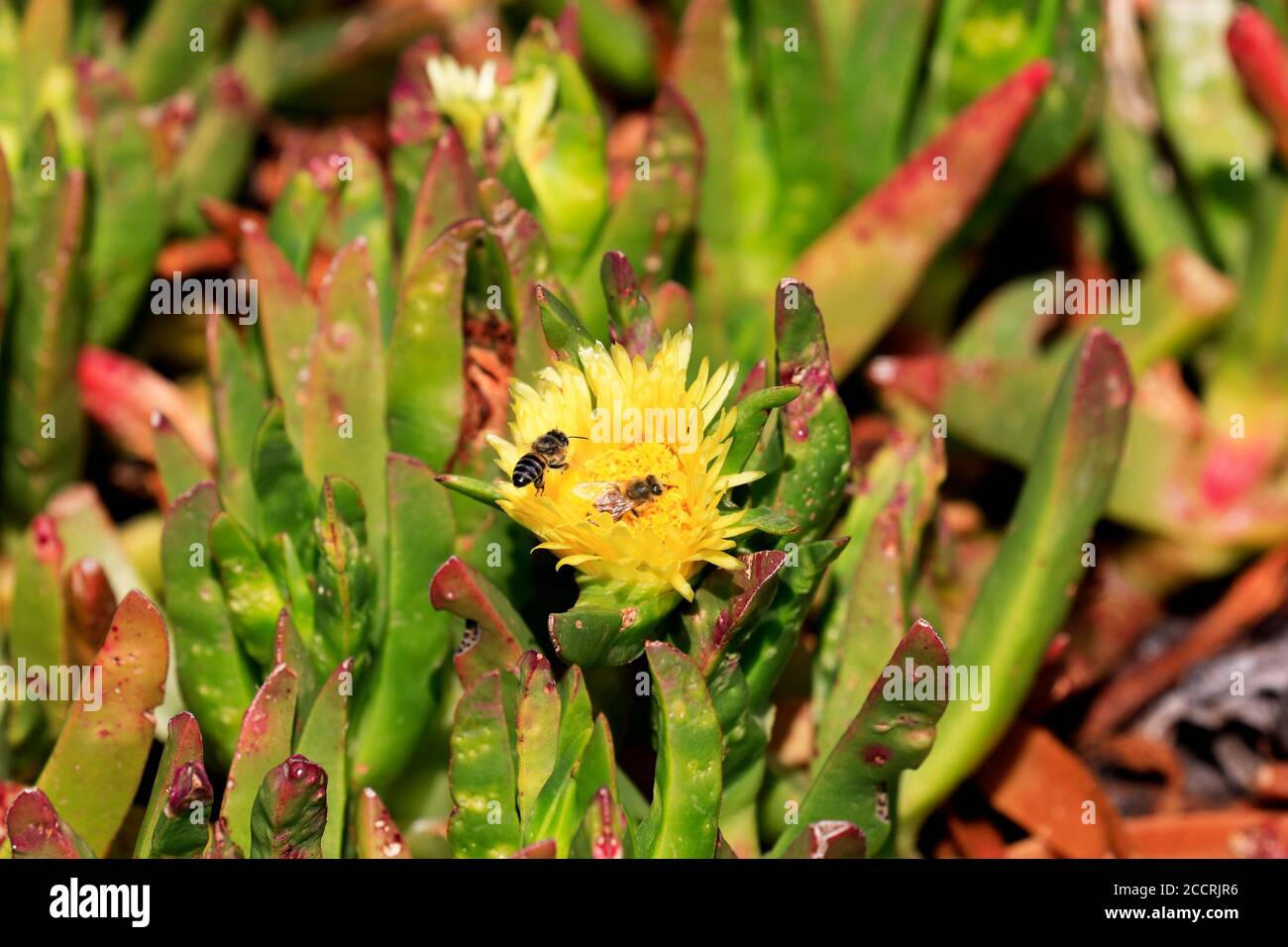 Bienen bestäuben Hottentot-Feige (Carpobrotus edulis) Blüte bei Paardevlei, Somerset West, Helderberg, Western Cape Province, Südafrika Stockfoto