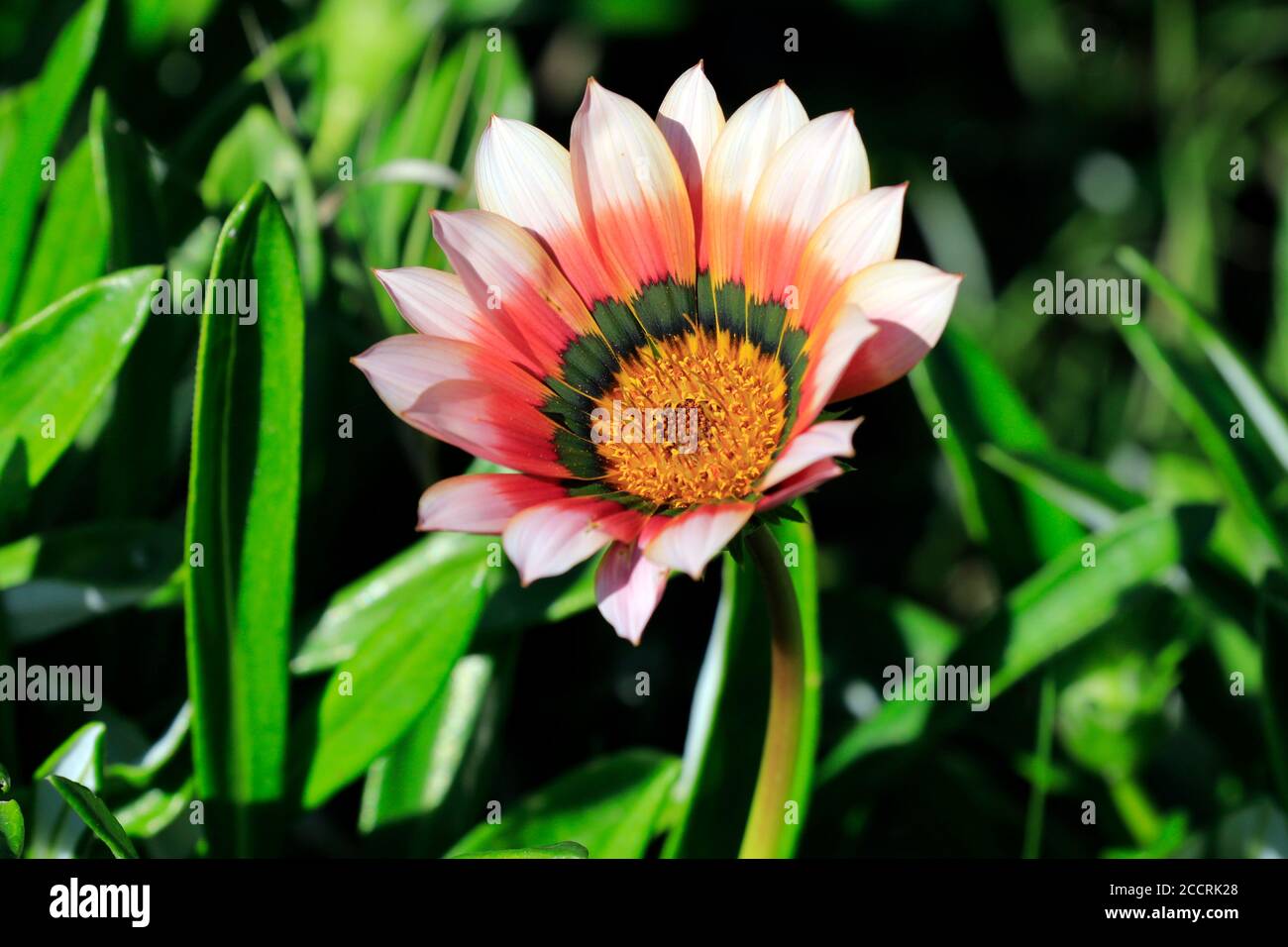 Afrikanische Gänseblümchen (Gazania) Blume in Paardevlei, Somerset West, Helderberg, Western Cape Province, Südafrika Stockfoto