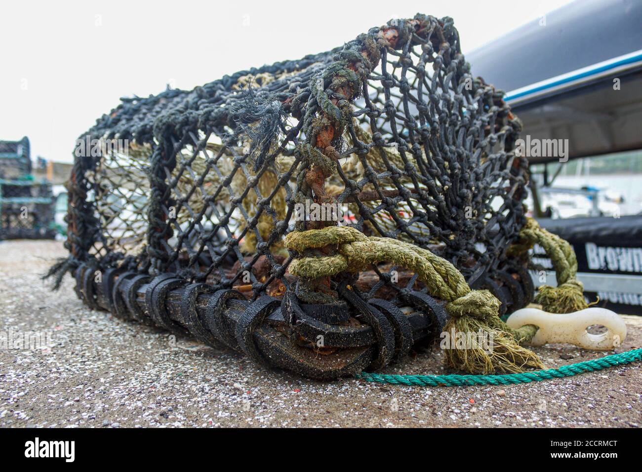 Hummer-/Krabbenköpfe warten darauf verwendet zu werden Stockfoto