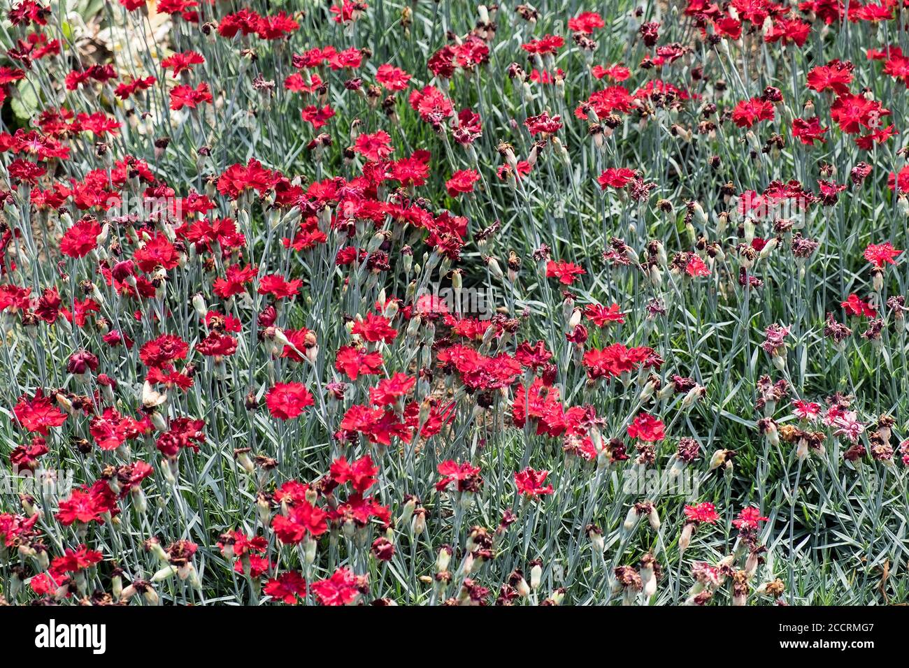 Dianthus Caryophyllaceae. Stockfoto