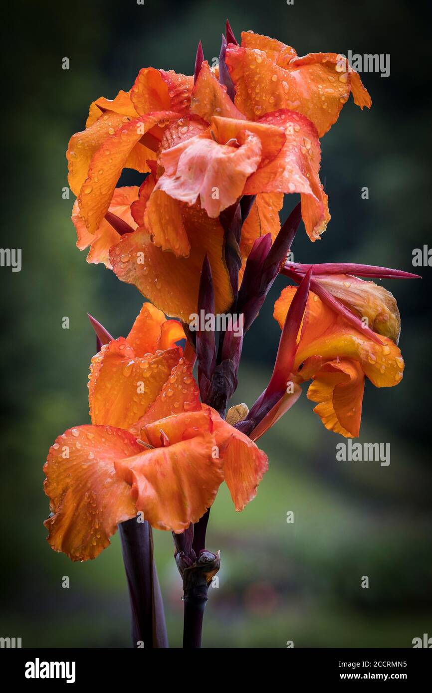 Regen Tröpfchen auf den Blütenblättern der Blütenblüte einer Canna Lily. Stockfoto