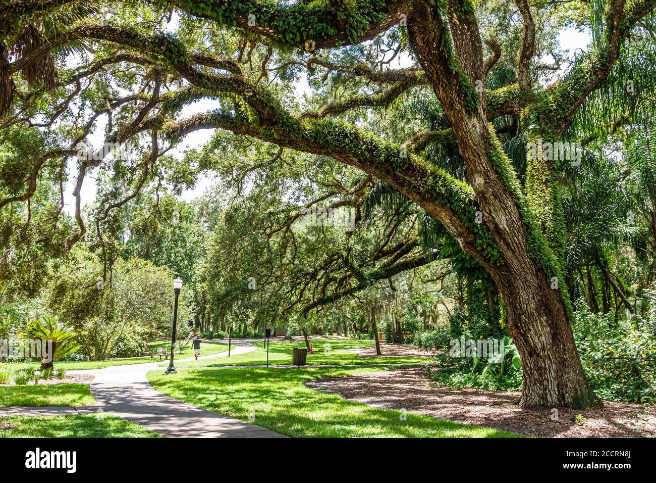Orlando Florida, Lake Lawsona Historic District, Dickson Azalea Park, Carl T. Langford Park, Rosearden Drive, lebende Eichenbäume, Schatten, Vegetation, öffentliche p Stockfoto