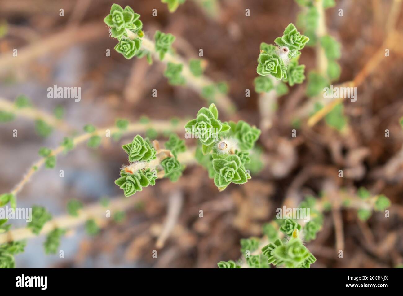 Wilder Oregano wächst in den Bergen. Roher Oregano im Feld mit verblurten Hintergrund. Griechisches natürliches Kraut Oregano. Grüne und frische Oregano Blumen. Stockfoto