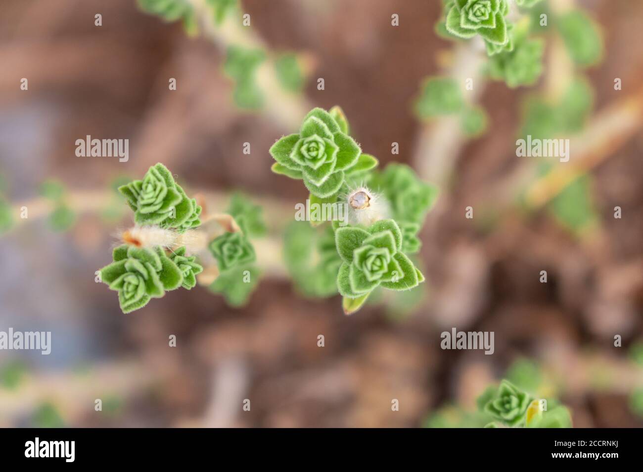 Wilder frischer Oregano wächst in den Bergen. Roher grüner Oregano im Feld. Griechisches natürliches Kraut Oregano. Stockfoto