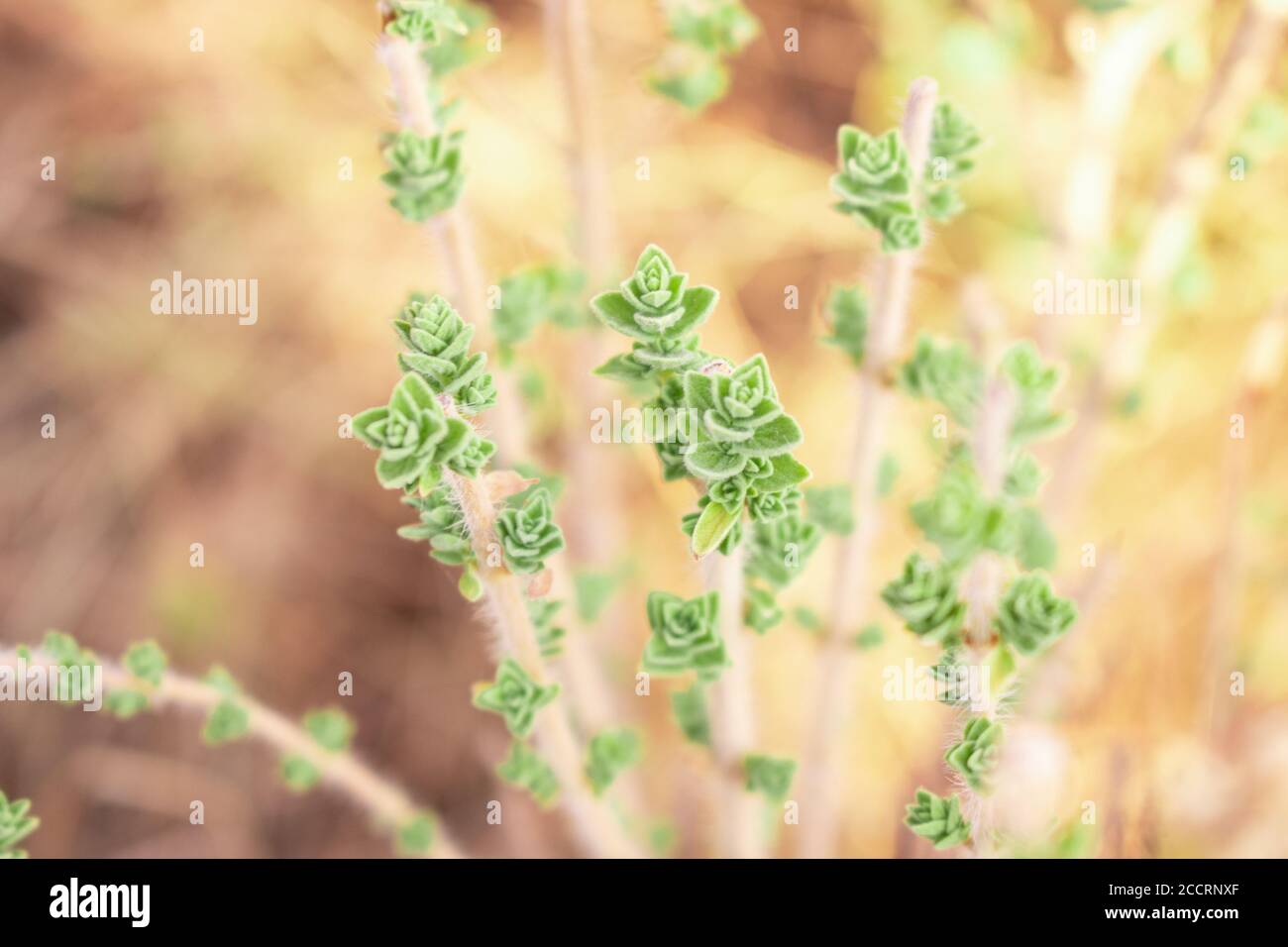 Wilder Oregano wächst in den Bergen. Roher Oregano im Feld mit verblurten Hintergrund. Griechisches natürliches Kraut Oregano. Grüne und frische Oregano Blumen. Stockfoto
