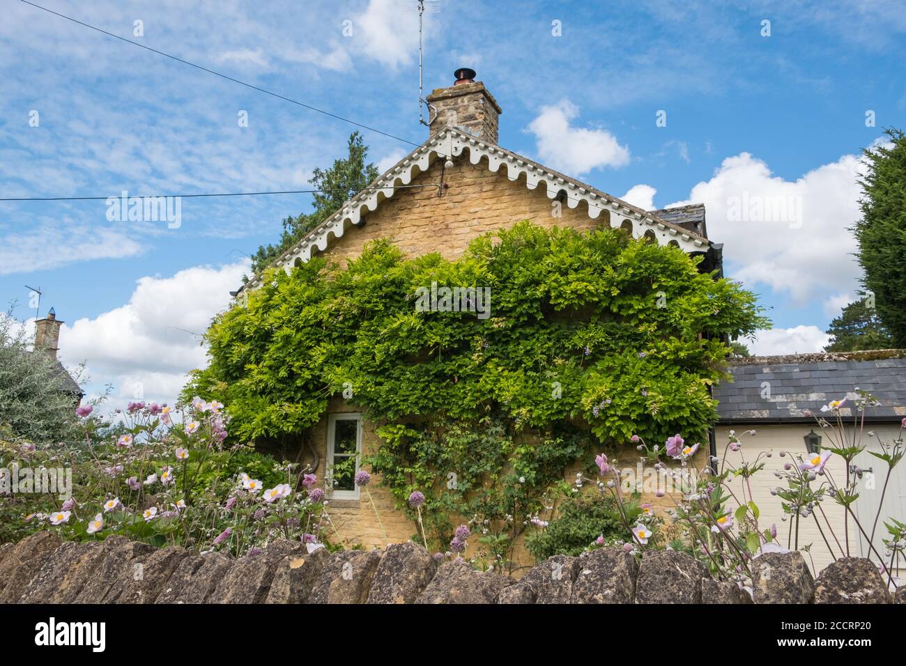 Seite eines Cotswold Steinhauses komplett durch Klettern bedeckt Anlage Stockfoto