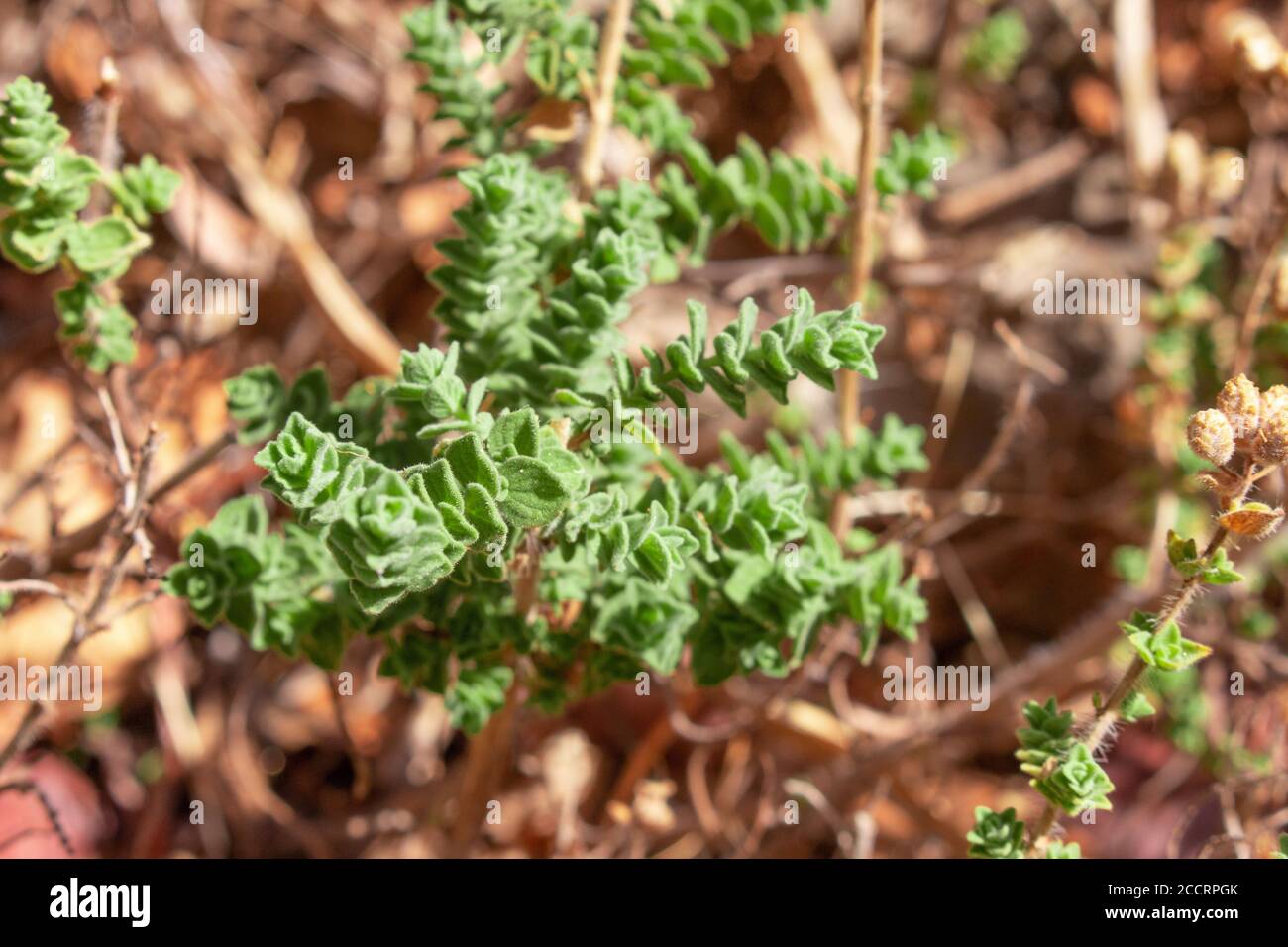 Wilder Oregano wächst in den Bergen. Roher Oregano im Feld mit verblurten Hintergrund. Griechisches natürliches Kraut Oregano. Grüne und frische Oregano Blumen. Stockfoto