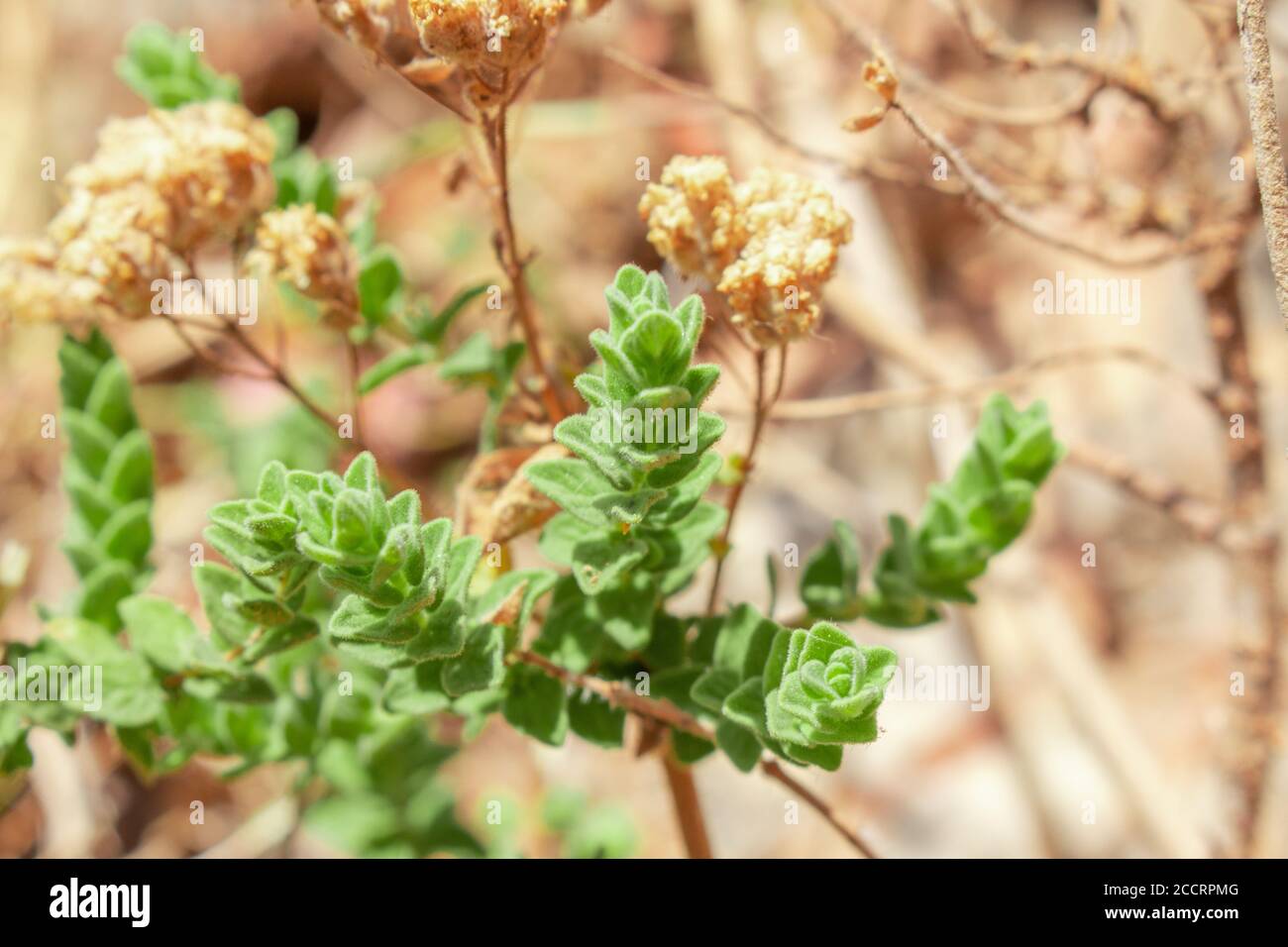 Wilder Oregano wächst in den Bergen. Roher Oregano im Feld mit verblurten Hintergrund. Griechisches natürliches Kraut Oregano. Grüne und frische Oregano Blumen. Stockfoto