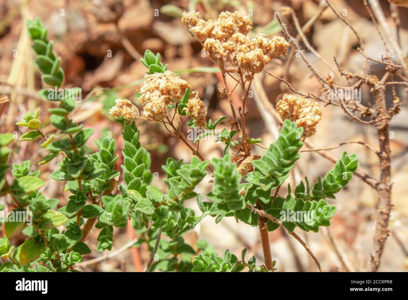 Wilder Oregano wächst in den Bergen. Roher Oregano im Feld mit verblurten Hintergrund. Griechisches natürliches Kraut Oregano. Grüne und frische Oregano Blumen. Stockfoto