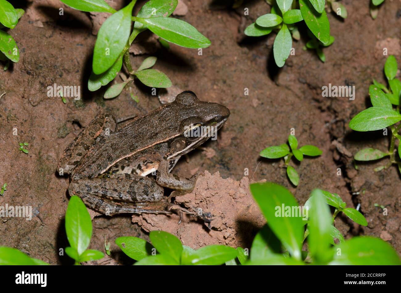 Südliche Leopard Frog, Lithobates sphenocephala Stockfoto