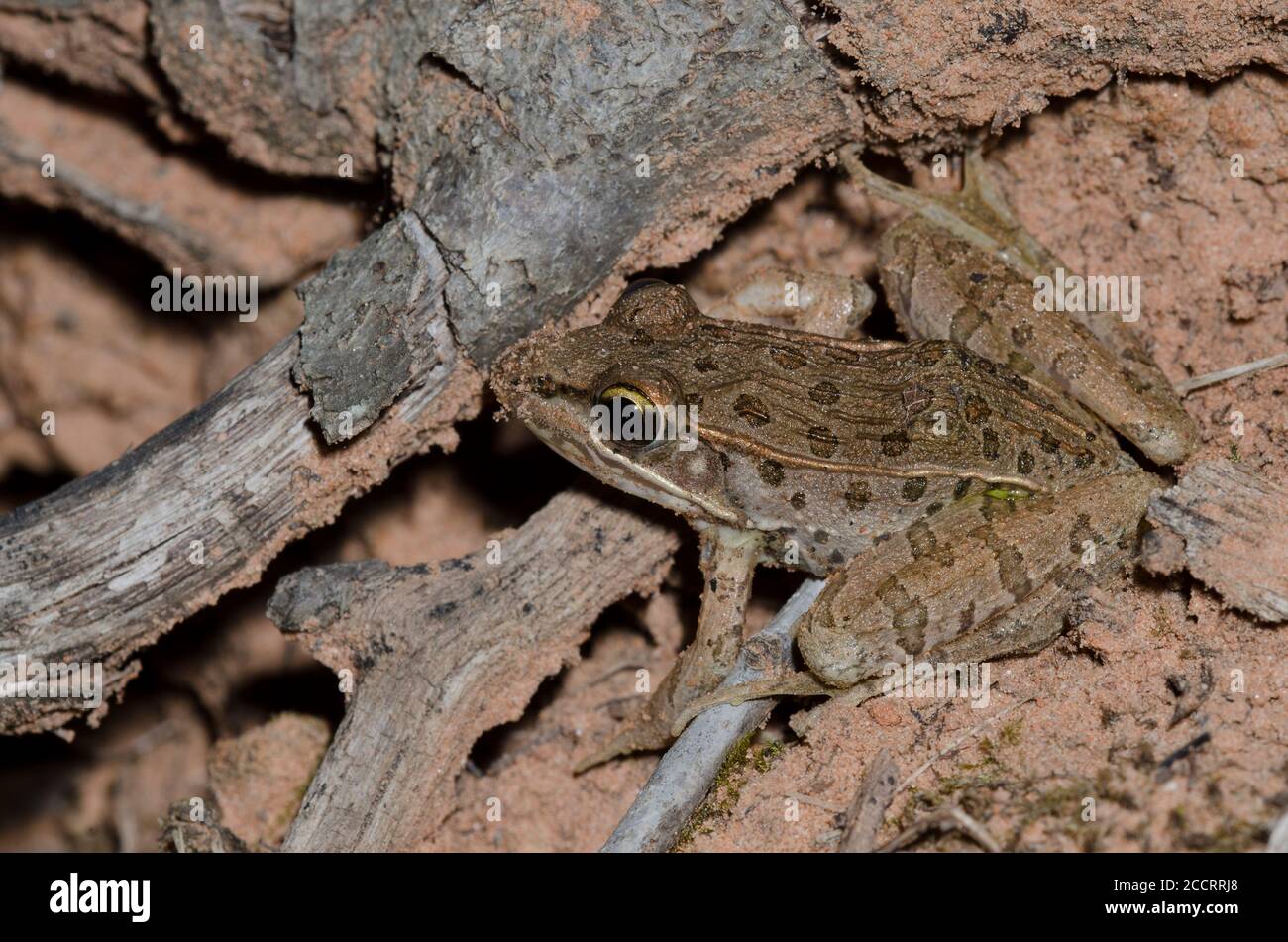 Südliche Leopard Frog, Lithobates sphenocephala Stockfoto