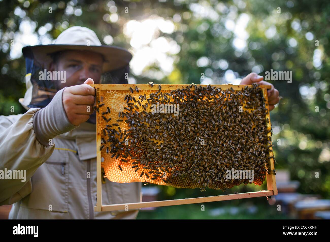 Bienenmann Stockfotos und -bilder Kaufen - Alamy