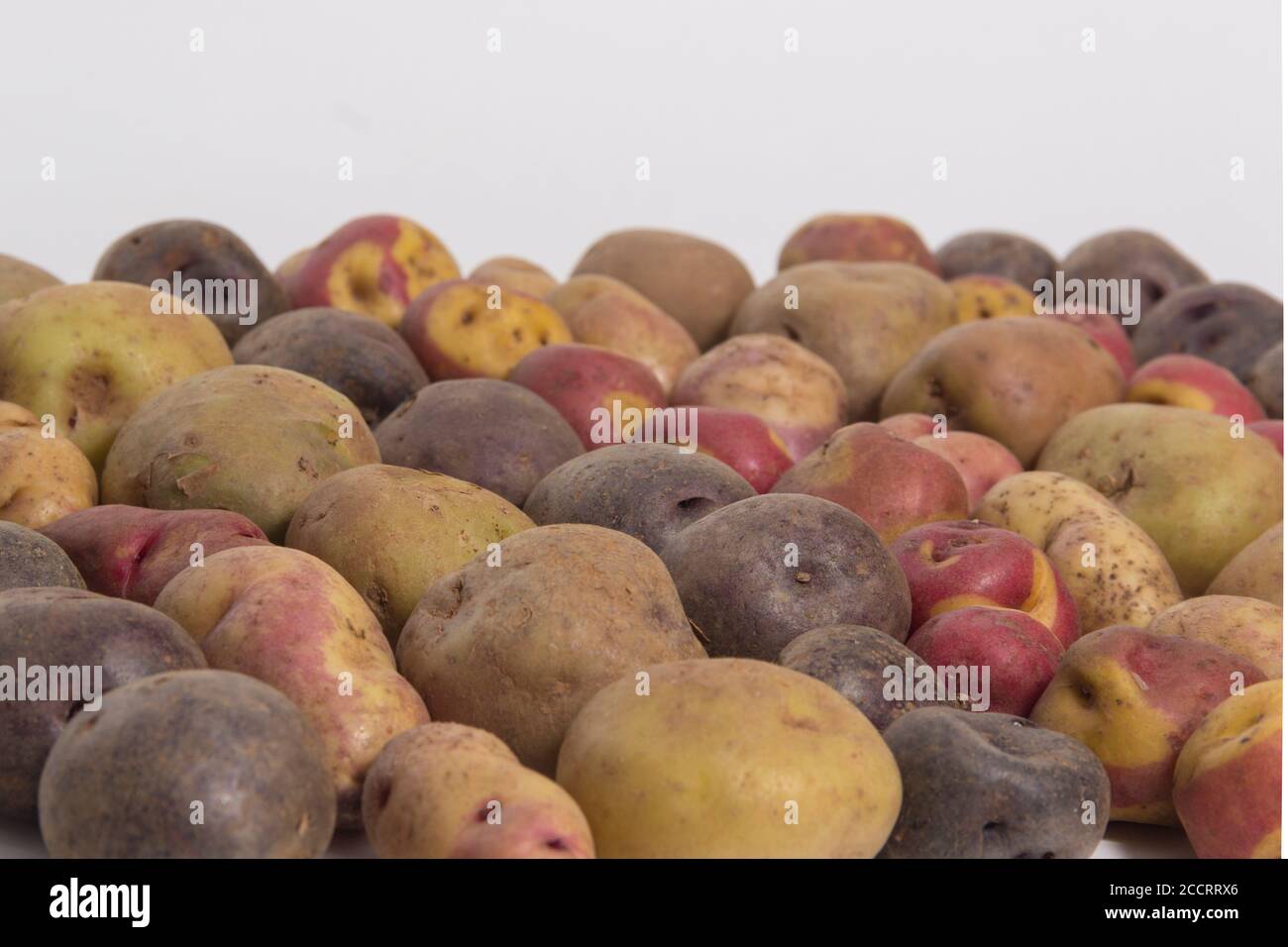 Arten von Kartoffeln - peruanische Kartoffeln Stillleben Stockfoto