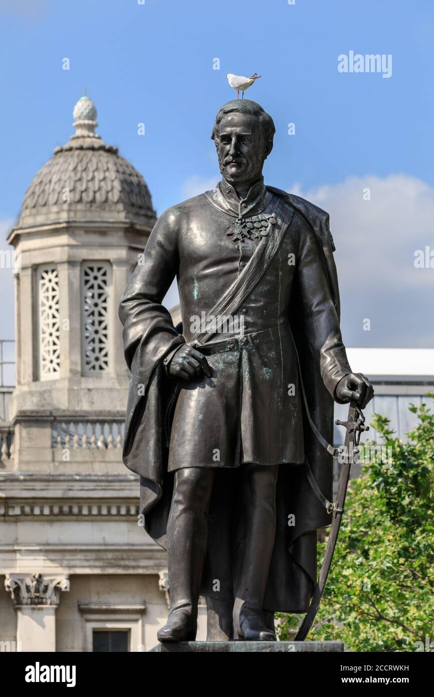 Braunköpfige Möwe auf der Statue des Generalmajors Sir Henry Havelock auf dem Trafalgar Square, London, Großbritannien Stockfoto