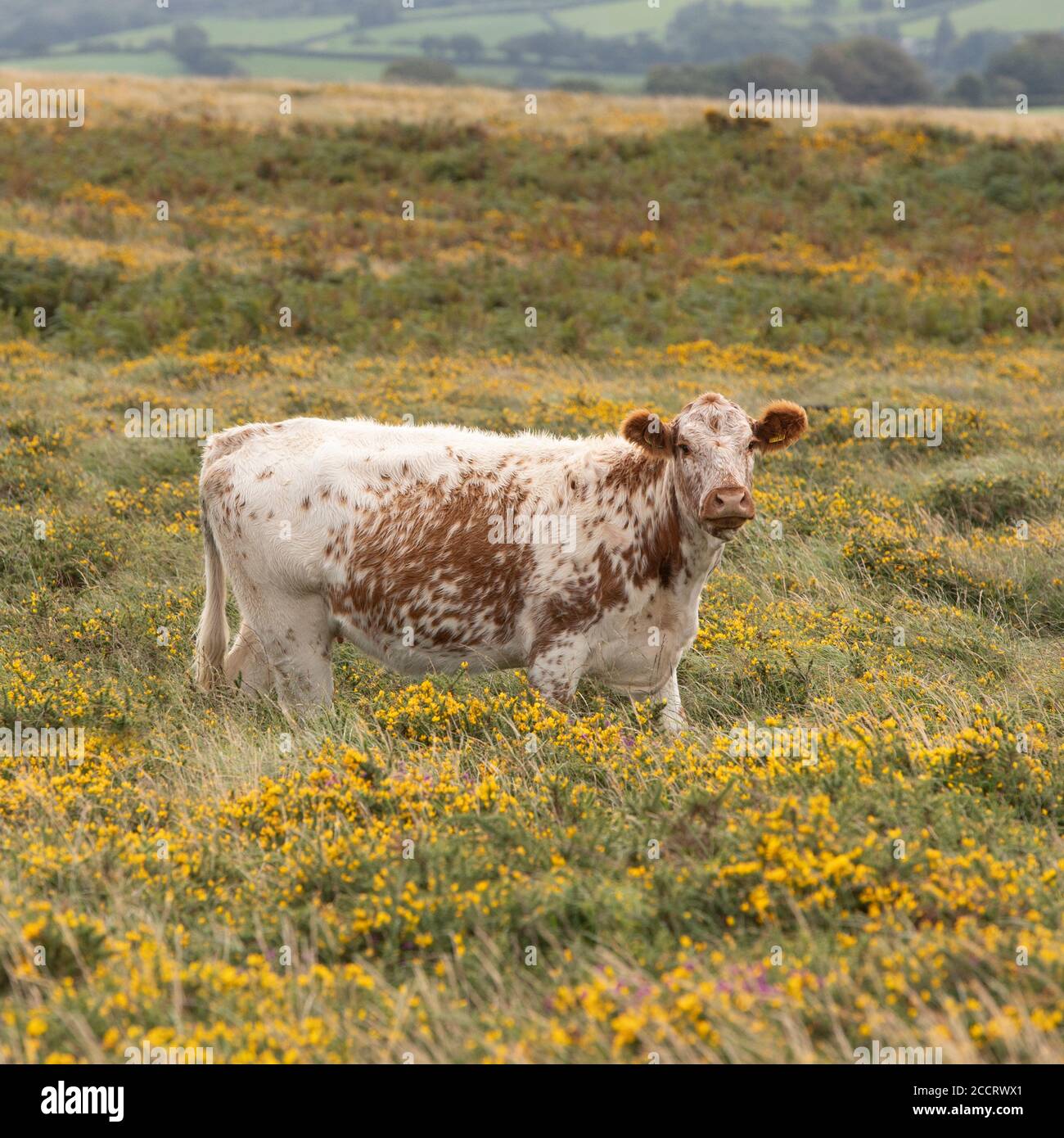 Irische Moiled Cow Stockfoto