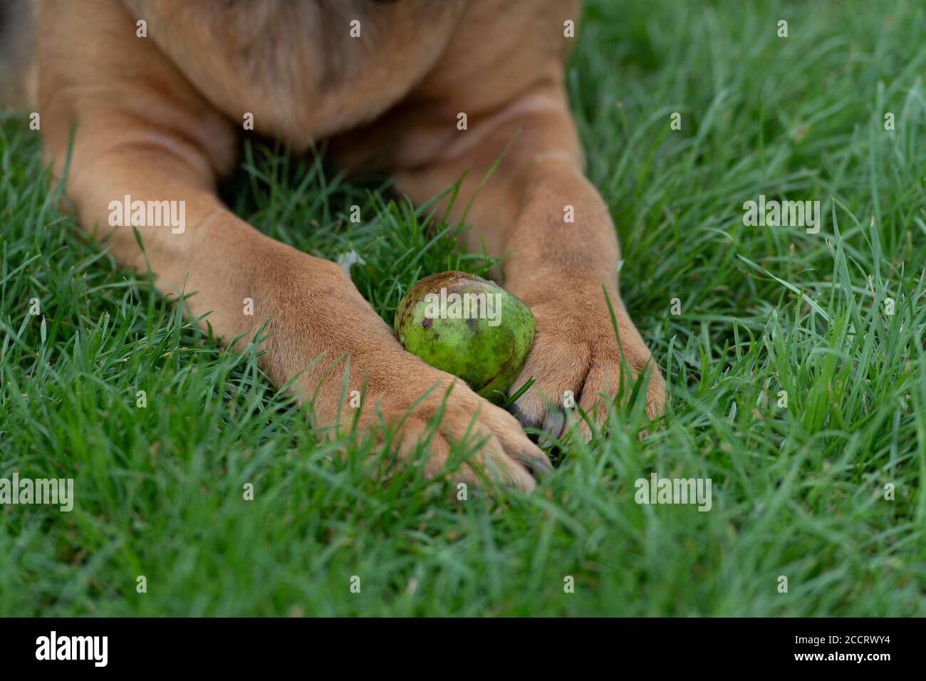 Hund hält Apfel in Pfoten und bewacht ihn Stockfoto