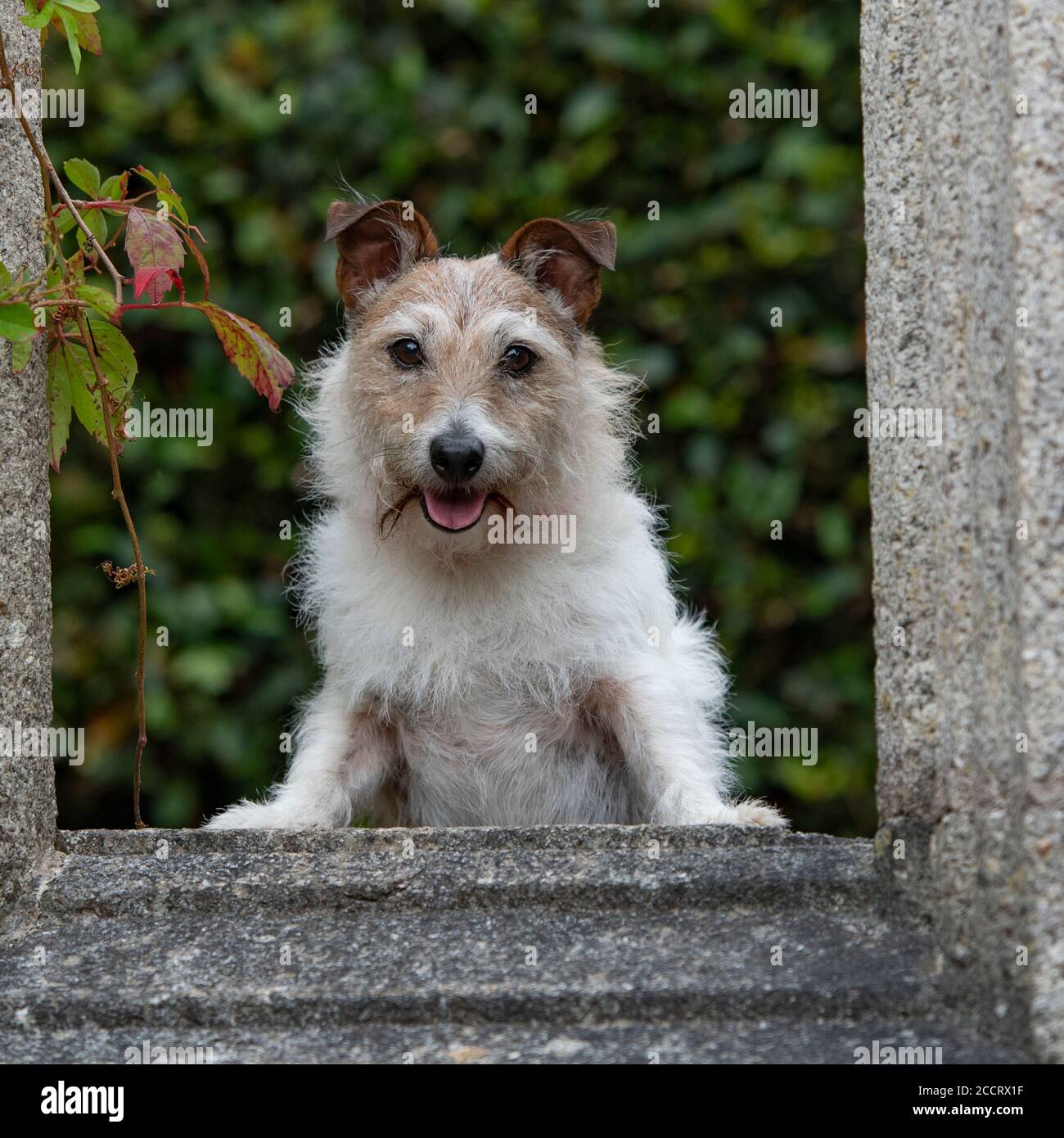 Jack Russell Terrier Hund Stockfoto