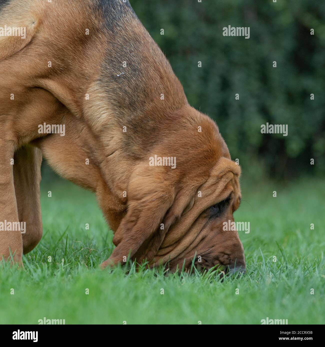 Bloodhound Tracking Stockfoto
