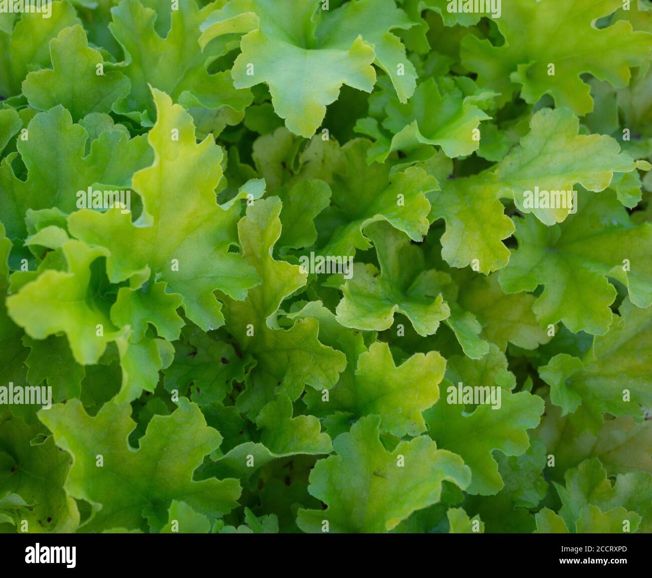 Salat Prince's Island Park, Calgary Alberta Stockfoto