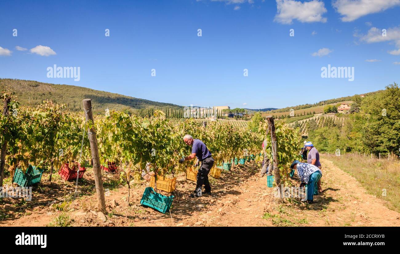Toskana, Italien, 21. September 2015: Bauern ernten Trauben für die Weinherstellung auf einem Weinberg in der Toskana, Italien Stockfoto