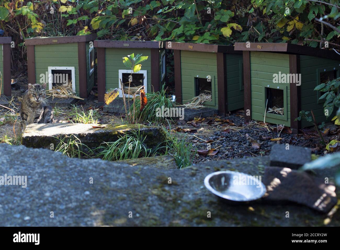Eine wilde Katzenkolonie, die von einer lokalen Non-Profit-Organisation in Astoria, Oregon, USA, gepflegt wird. Stockfoto