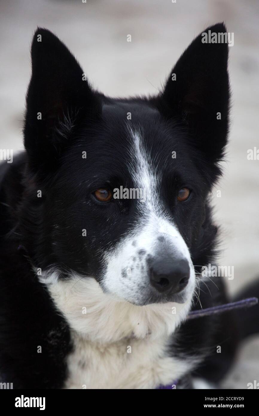 Border Collie Dog am Strand Stockfoto