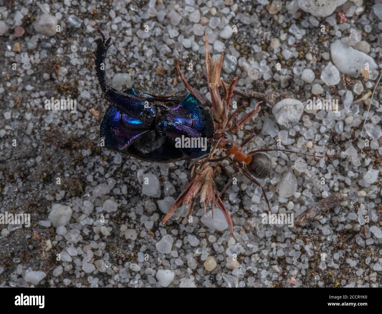 Südliche Waldante, Formica rufa, ziehen Teil des Dor Käfer auf Heide nisten, Dorset. Stockfoto