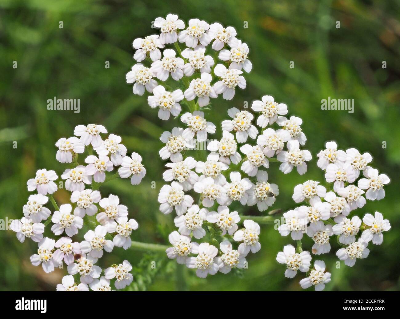 Nahaufnahme von Yarrow oder Millfoil Achillea millefolium Flowers UK Stockfoto