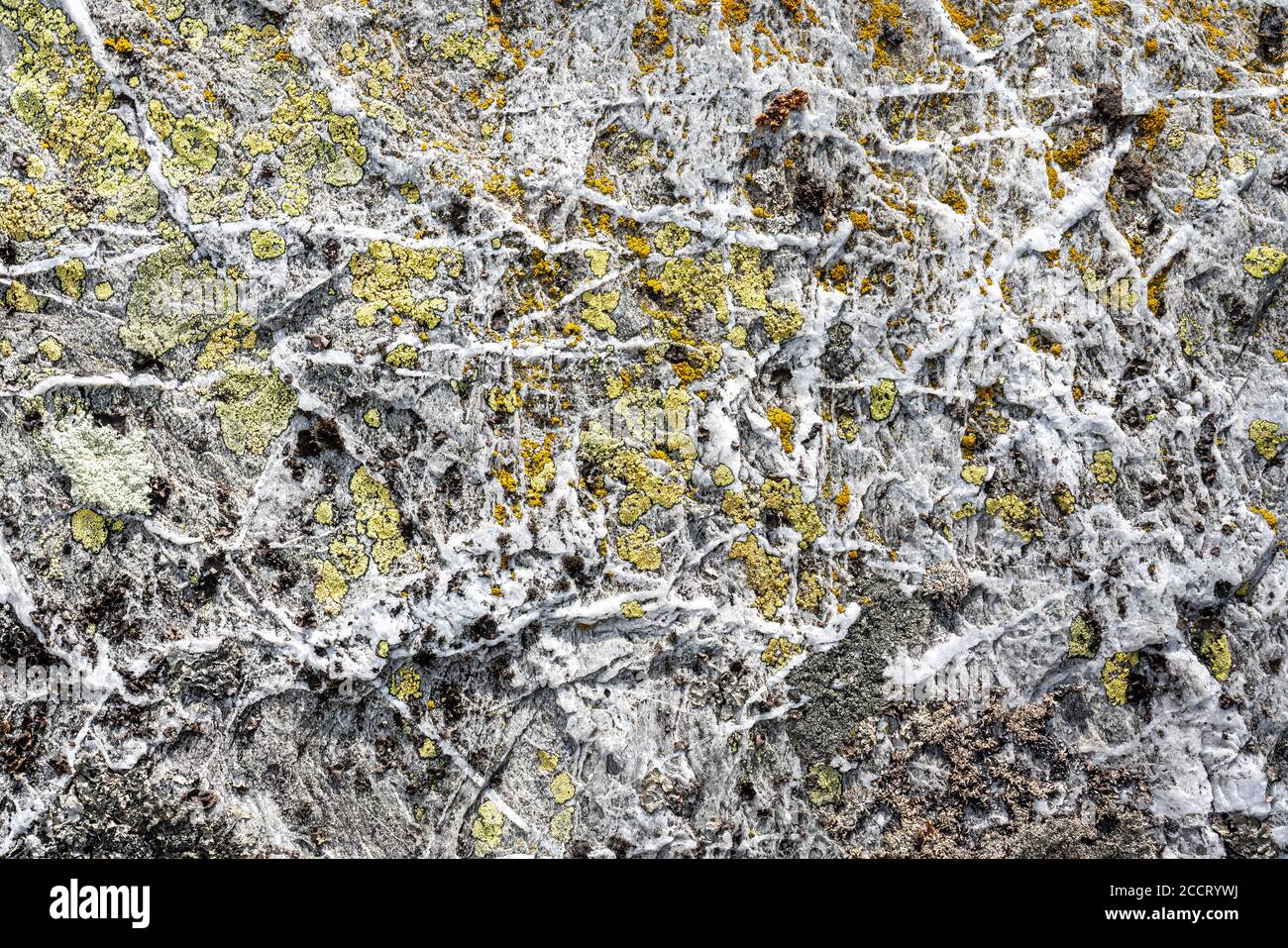 Verwitterte Quarzbänder in Felsen von Mittelnorwegen mit Karte Flechten Färbung der Zwischenräume Stockfoto