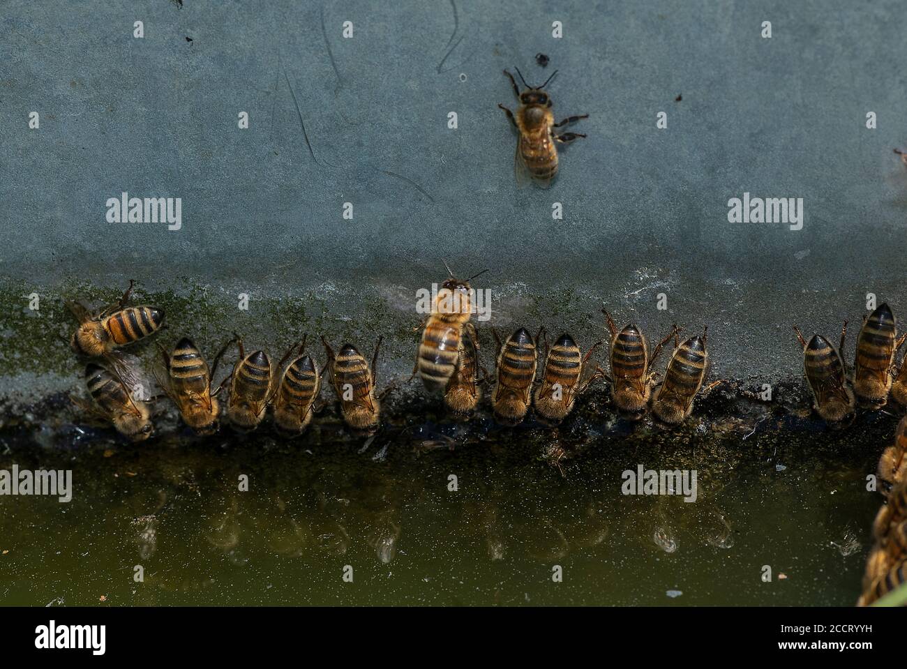 Arbeiter Honigbienen, APIs mellifera, Trinken auf der vertikalen Oberfläche an der Wasserwanne. Hampshire. Stockfoto