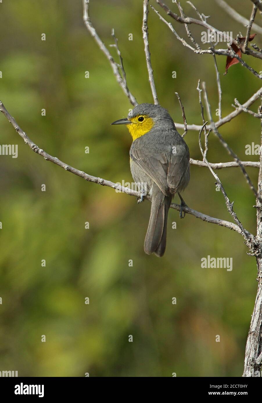 Oriente-Waldsänger (Teretistris fornsi) Erwachsener auf toten Zweig (kubanische endemische) Cayo Coco, Kuba März Stockfoto