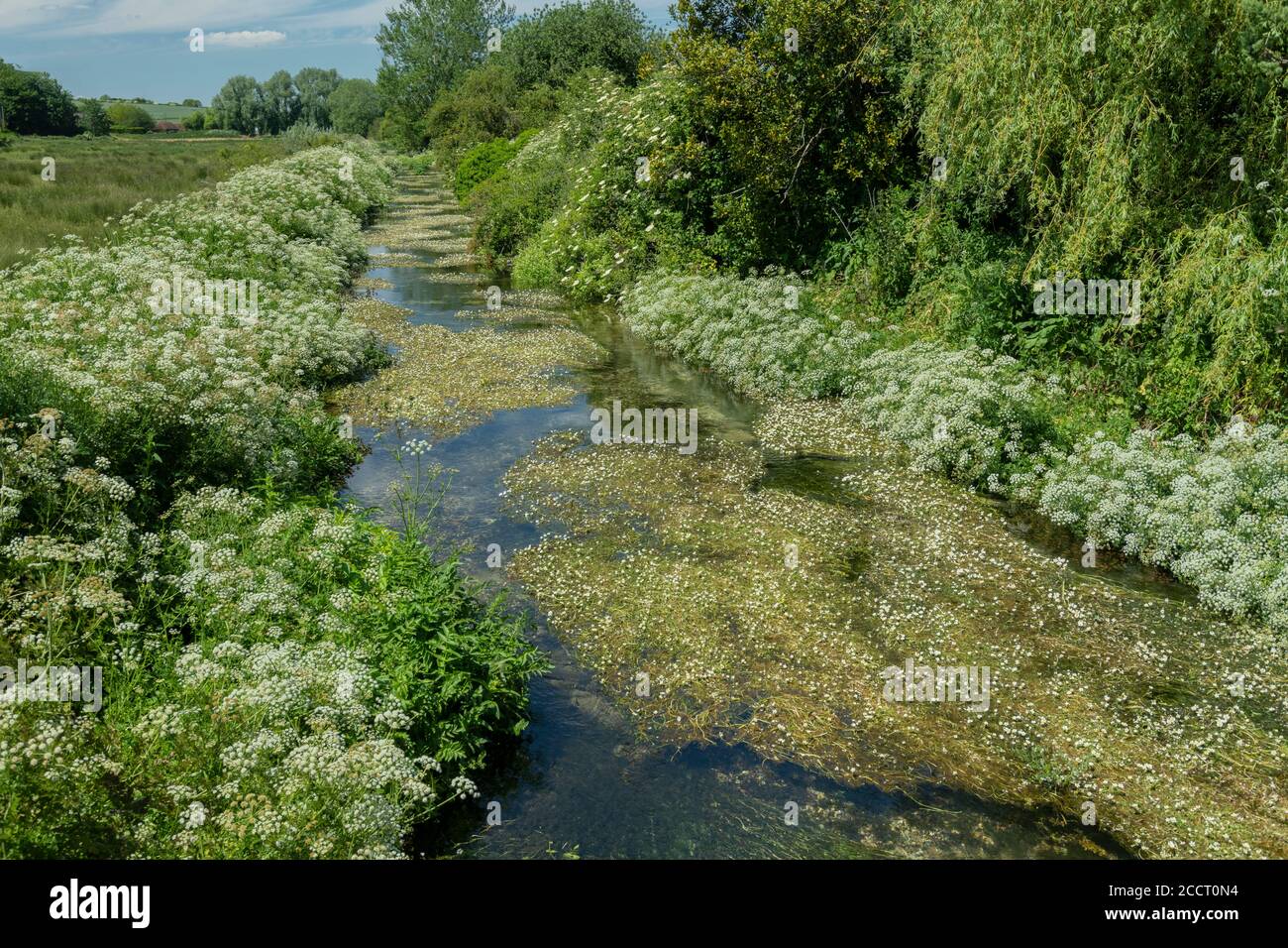 Der Upper River Allen und seine Aue oberhalb von Wimborne St. Giles, mit Hemlock-Wasserdropfwort, Narbenwasserkresse und Wasserkrähenfuß. Stockfoto