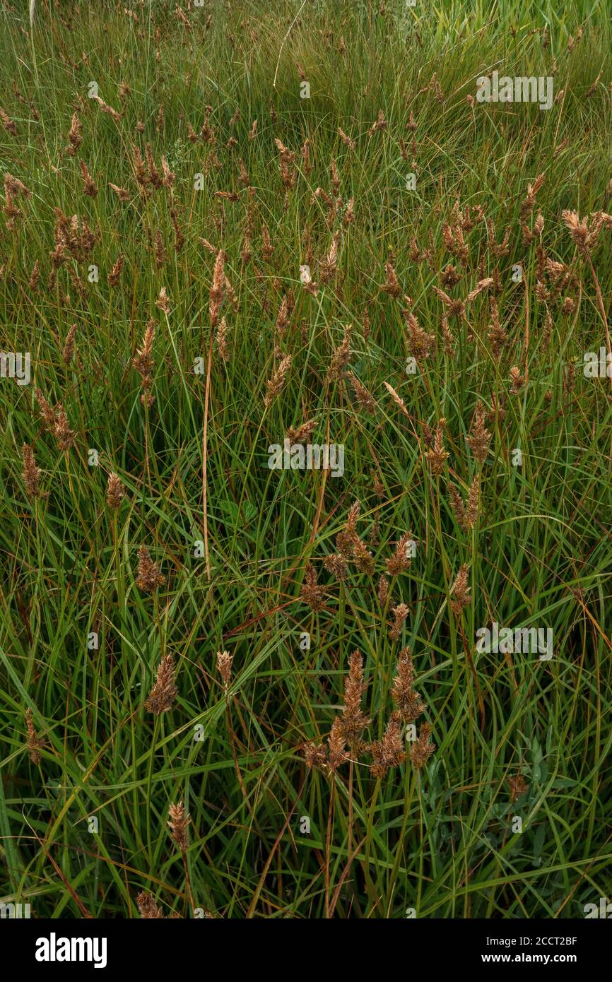 Braune Sedge, Carex desticha, in Blüte in Auen Wiese, Fluss Avon, Hants. Stockfoto
