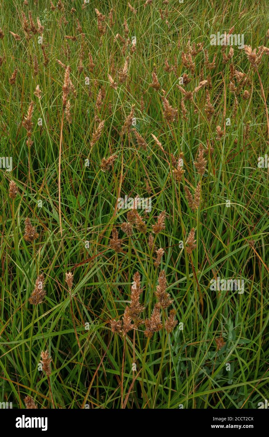 Braune Sedge, Carex desticha, in Blüte in Auen Wiese, Fluss Avon, Hants. Stockfoto