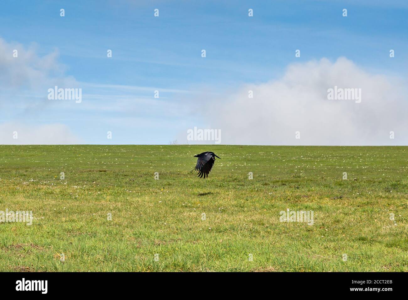 Eine Krähe im Flug über einem grünen Feld Stockfoto