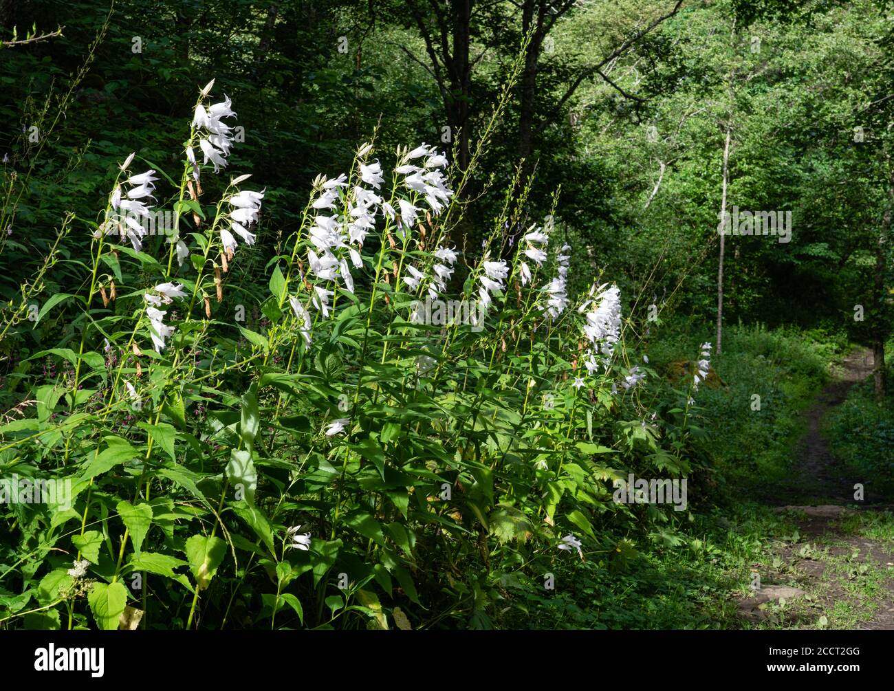 Weiße Form der Riesenglockenblume Campanula latifolia wächst durch Die Kongevegen bei Galdane in Laerdal Mittelnorwegen Stockfoto