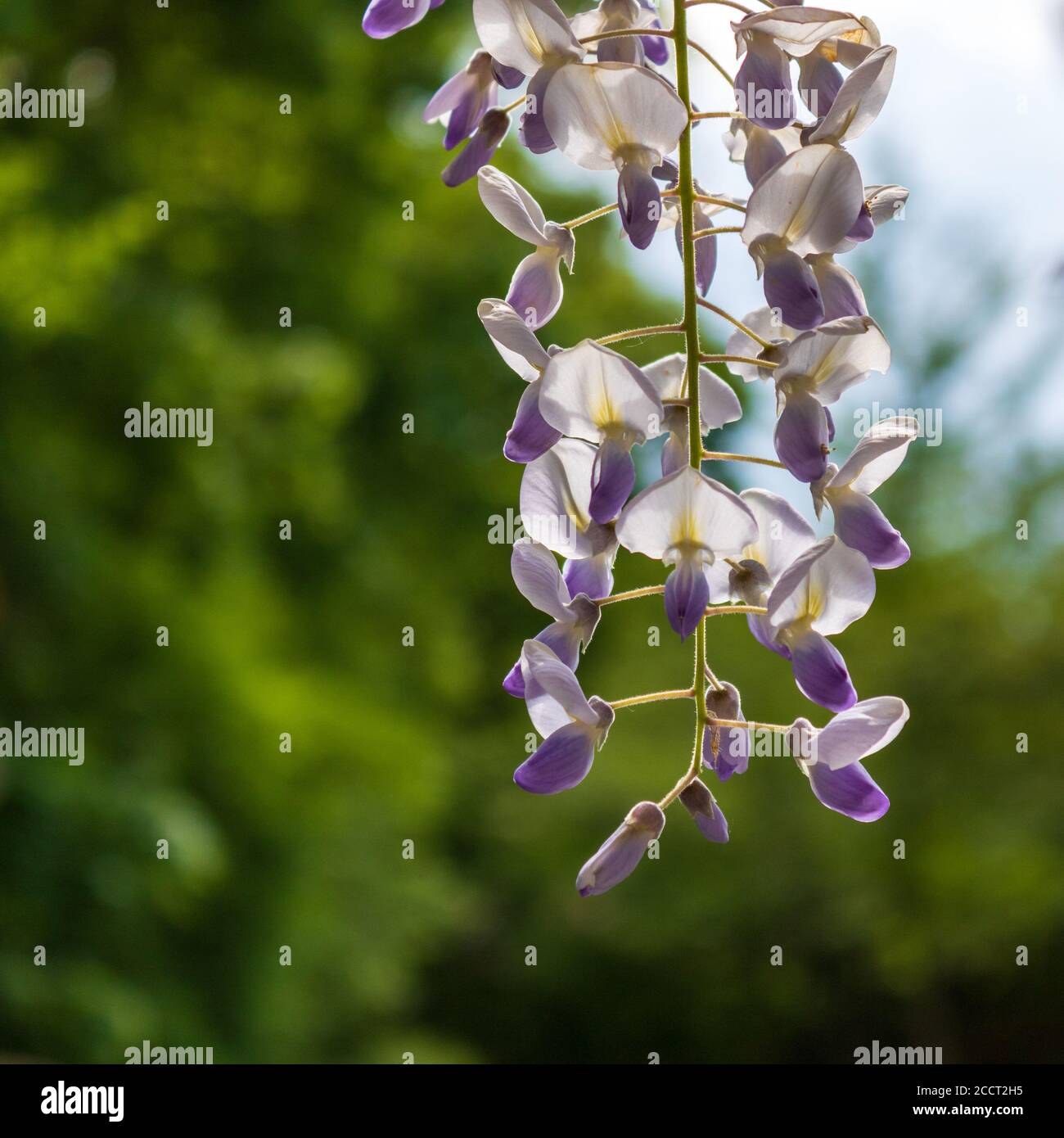 Weicher Fokus der lila Glyzinie Weinblüten blüht im Frühling Gegen ein verschwommenes Grün Stockfoto