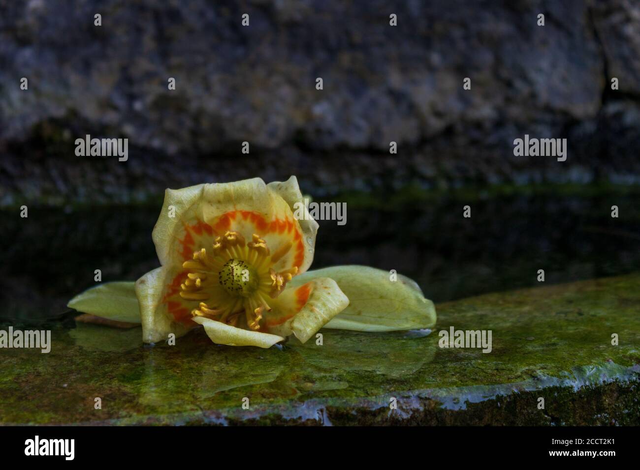 Weicher Fokus einer gefallenen Tulpenbaumblüte (Liriodendron tulipifera) Oder Tulpenpappel Stockfoto