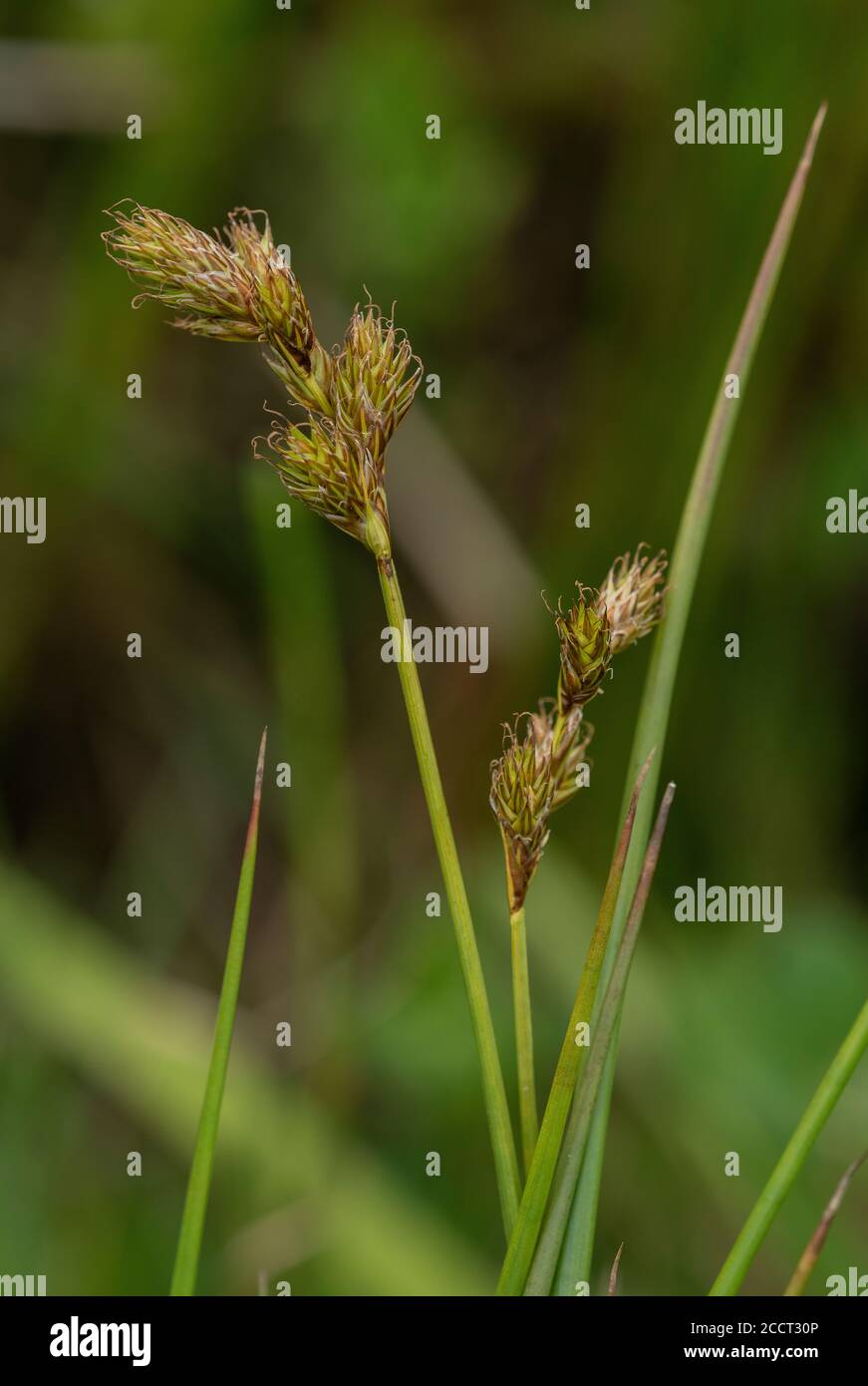 Ovale Segge, Carex leporina, blühenkühnig in feuchter Auenwiese. Stockfoto