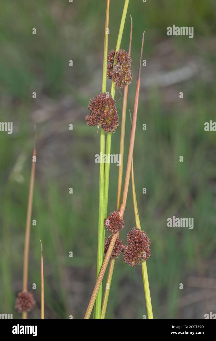 Kompakter Rush, Juncus conglomeratus, blühenkübel auf nasser Wiese. Stockfoto