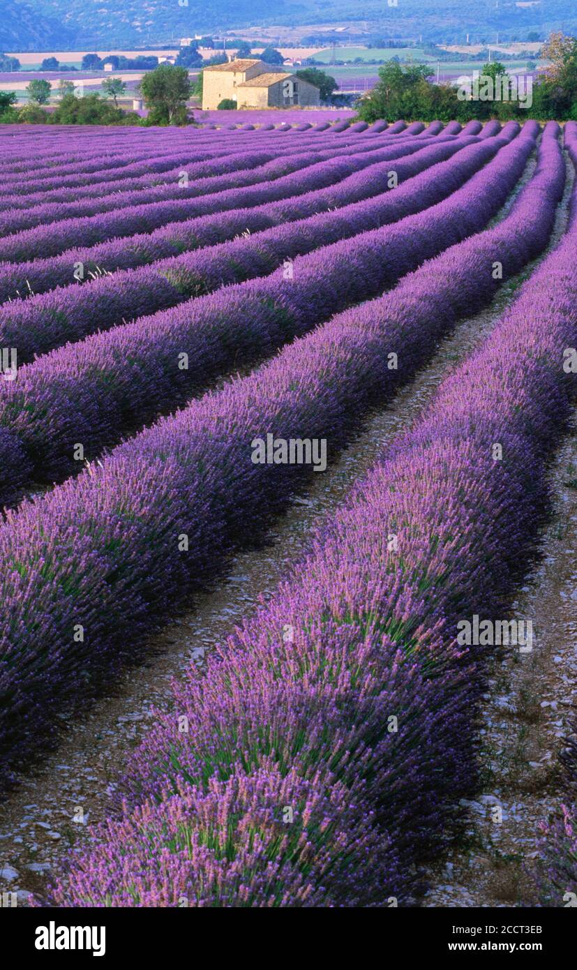 Reihen von Lavendel auf Bauernhof in Provence, Frankreich Stockfoto