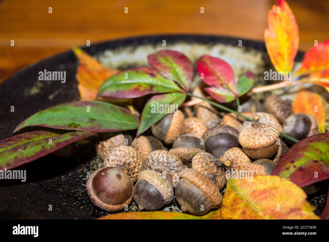 Ein Stillleben bestehend aus einem Teller gefüllt mit winzig Eicheln und bunte Herbstblätter auf einer Holzplatte Stockfoto